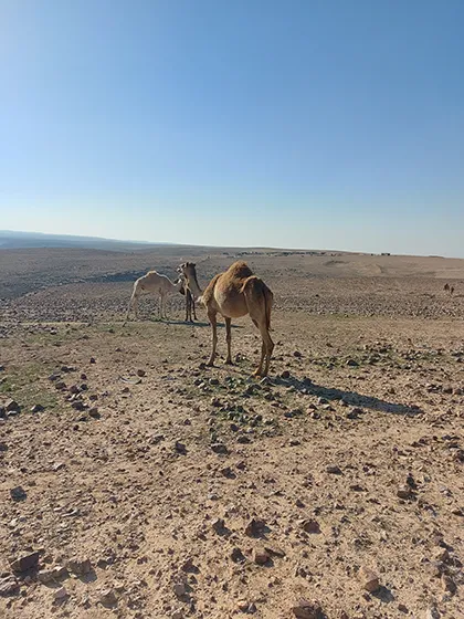 טרק חוצה מדבר יהודה טרק חוצה מדבר יהודה