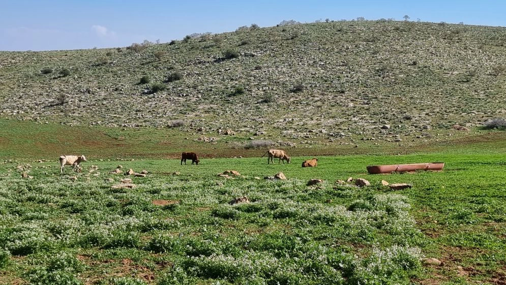 טרק במזרח השומרון- ואדי עוג'ה טרק במזרח השומרון- ואדי עוג'ה