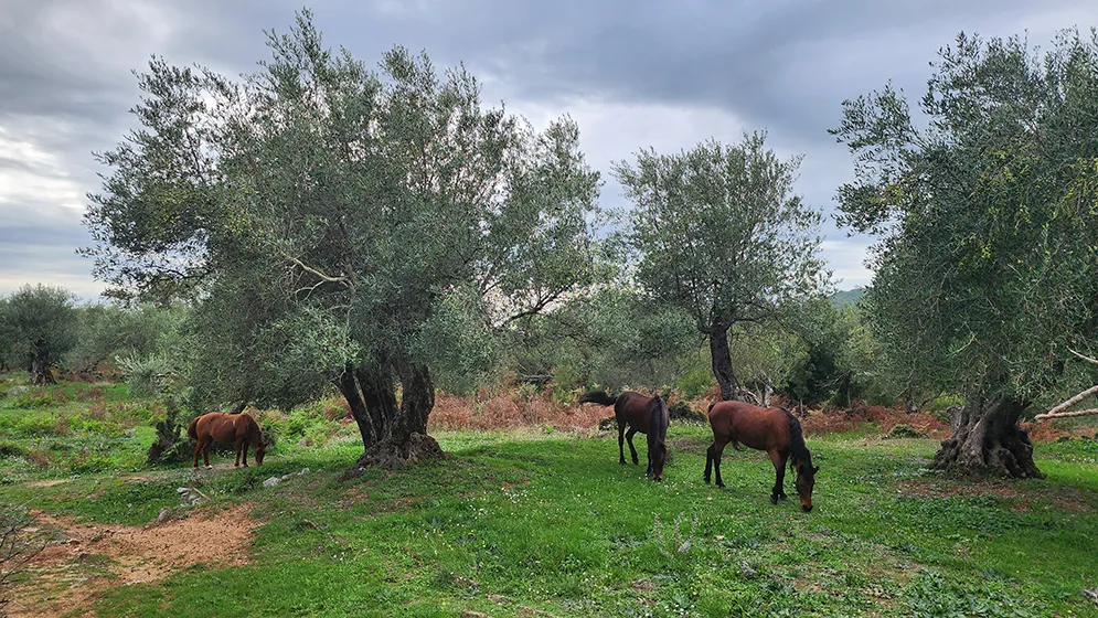 טרק באלבניה מחוף לחוף טרק באלבניה מחוף לחוף