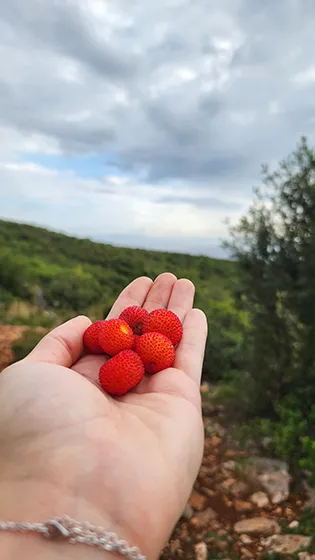טרק באלבניה מחוף לחוף טרק באלבניה מחוף לחוף