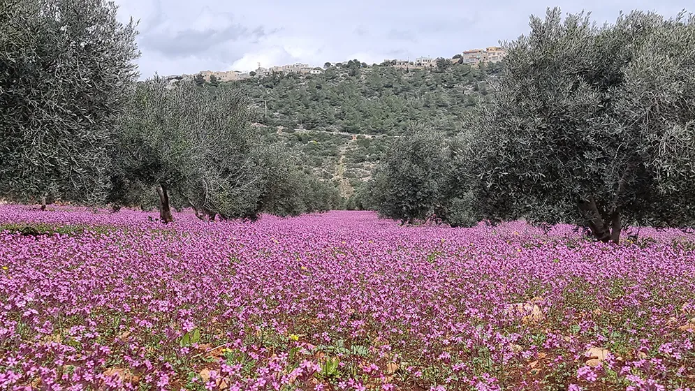 טרק בנחל צלמון טרק בנחל צלמון